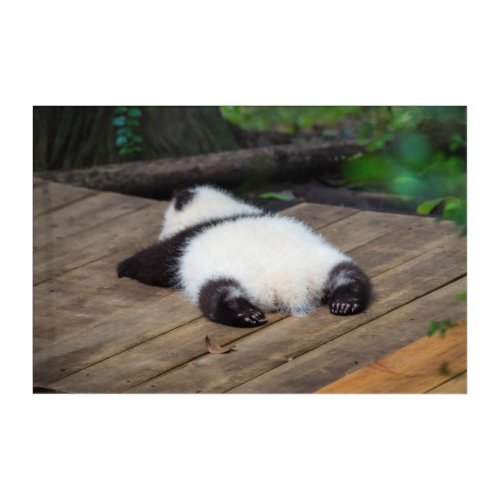Cutest Baby Animals  Baby Giant Panda Sleeping Acrylic Print
