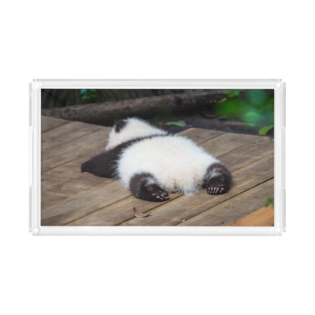 Cutest Baby Animals | Baby Giant Panda Sleeping Acrylic Tray (Front)
