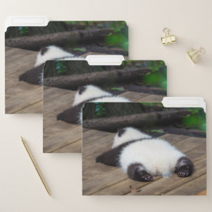 Cutest Baby Animals   Baby Giant Panda Sleeping File Folder