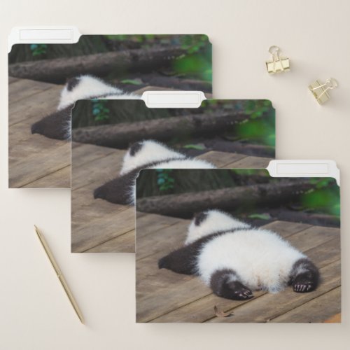 Cutest Baby Animals  Baby Giant Panda Sleeping File Folder
