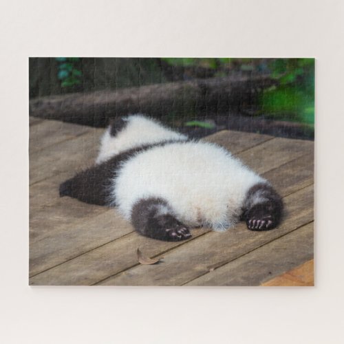 Cutest Baby Animals  Baby Giant Panda Sleeping Jigsaw Puzzle