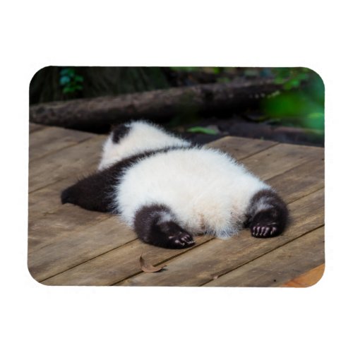 Cutest Baby Animals  Baby Giant Panda Sleeping Magnet