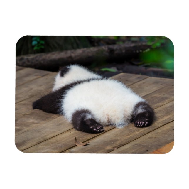 Cutest Baby Animals | Baby Giant Panda Sleeping Magnet (Horizontal)