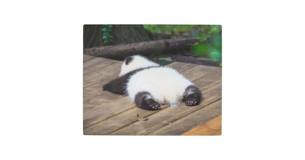 cute baby pandas sleeping