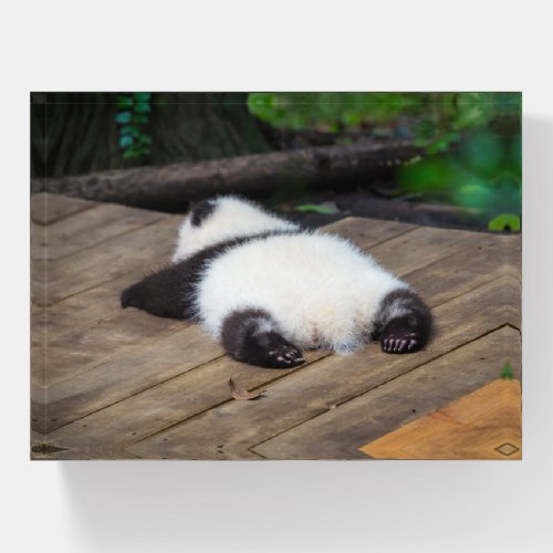 Cutest Baby Animals  Baby Giant Panda Sleeping Paperweight