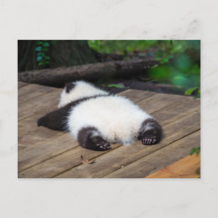 Cutest Baby Animals   Baby Giant Panda Sleeping Postcard