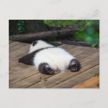 Cutest Baby Animals | Baby Giant Panda Sleeping Postcard by cutestbabyanimals at Zazzle