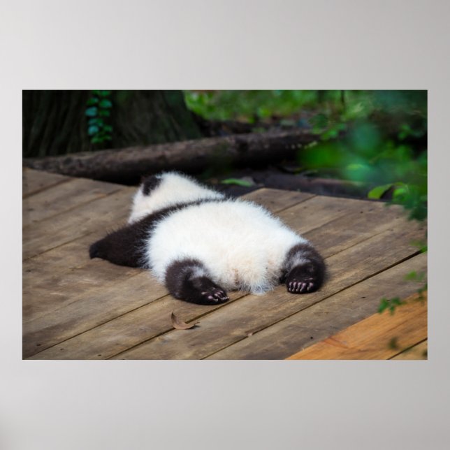 Cutest Baby Animals | Baby Giant Panda Sleeping Poster (Front)