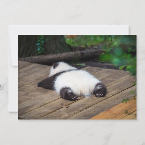 Cutest Baby Animals  Baby Giant Panda Sleeping Thank You Card