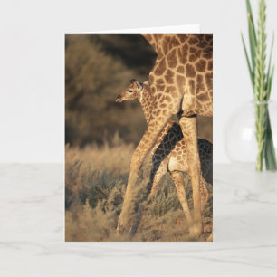 Cutest Baby Animals Baby Giraffe & Parent Card
