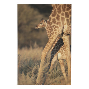 Cutest Baby Animals Baby Giraffe & Parent Faux Canvas Print
