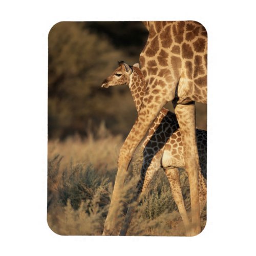 Cutest Baby Animals  Baby Giraffe  Parent Magnet