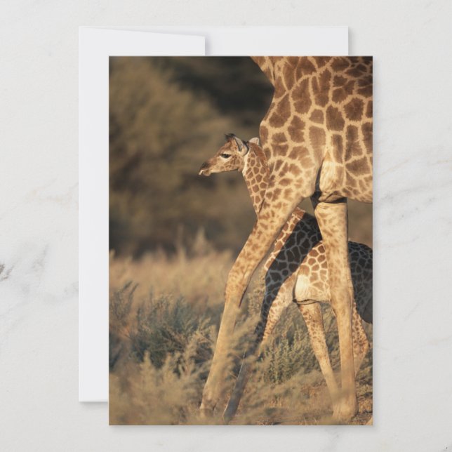 Cutest Baby Animals | Baby Giraffe & Parent Thank You Card (Front)