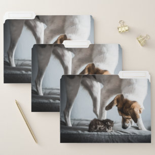 Cutest Baby Animals   Baby Kitten & Dog File Folder