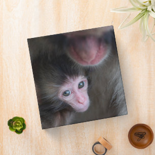 Cutest Baby Animals   Baby Macaque Monkey & Mother 3 Ring Binder