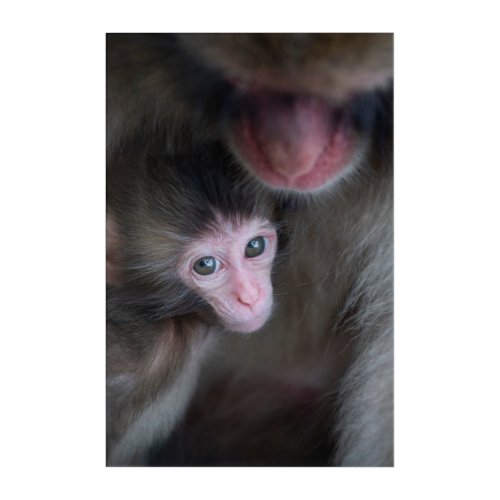 Cutest Baby Animals  Baby Macaque Monkey  Mother Acrylic Print