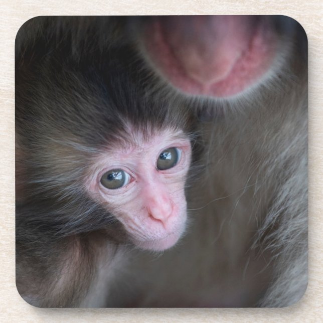 Cutest Baby Animals | Baby Macaque Monkey & Mother Beverage Coaster (Front)