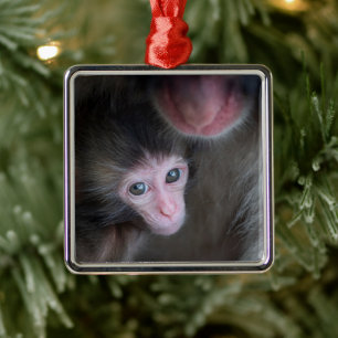 Cutest Baby Animals   Baby Macaque Monkey & Mother Metal Ornament