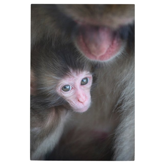 Cutest Baby Animals | Baby Macaque Monkey & Mother Metal Print (Front)