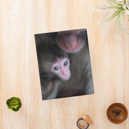Cutest Baby Animals  Baby Macaque Monkey  Mother Mini Binder