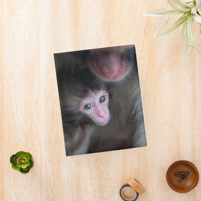 Cutest Baby Animals | Baby Macaque Monkey & Mother Mini Binder (InSitu)