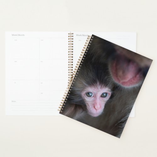 Cutest Baby Animals  Baby Macaque Monkey  Mother Planner