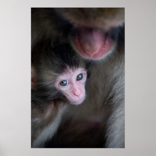 Cutest Baby Animals Baby Macaque Monkey & Mother Poster