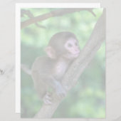 Cutest Baby Animals | Baby Monkey (Front/Back)