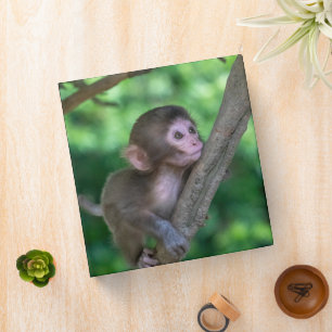 Cutest Baby Animals Baby Monkey 3 Ring Binder