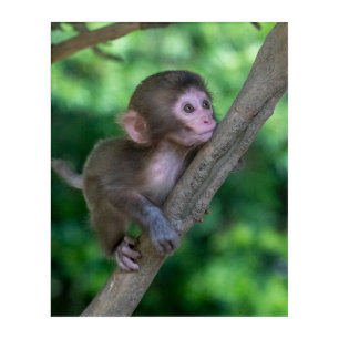 Cutest Baby Animals Baby Monkey Acrylic Print