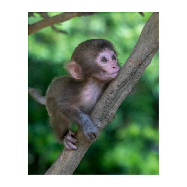Cutest Baby Animals | Baby Monkey Acrylic Print (Front)