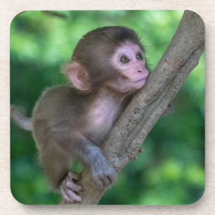 Cutest Baby Animals Baby Monkey Beverage Coaster