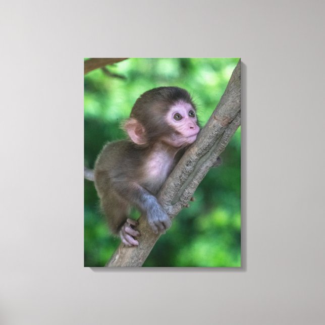 Cutest Baby Animals | Baby Monkey Canvas Print (Front)