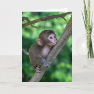 Cutest Baby Animals Baby Monkey Card