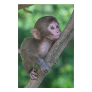 Cutest Baby Animals   Baby Monkey Faux Canvas Print
