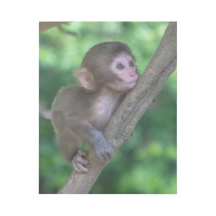 Cutest Baby Animals Baby Monkey Gallery Wrap