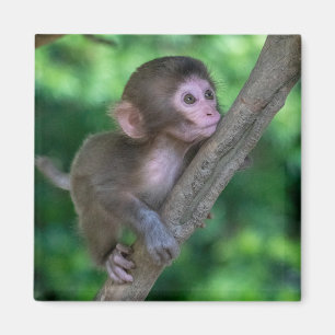 Cutest Baby Animals Baby Monkey Magnet