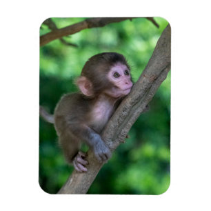 Cutest Baby Animals Baby Monkey Magnet