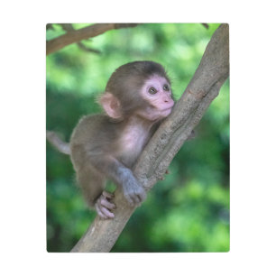 Cutest Baby Animals Baby Monkey Metal Print