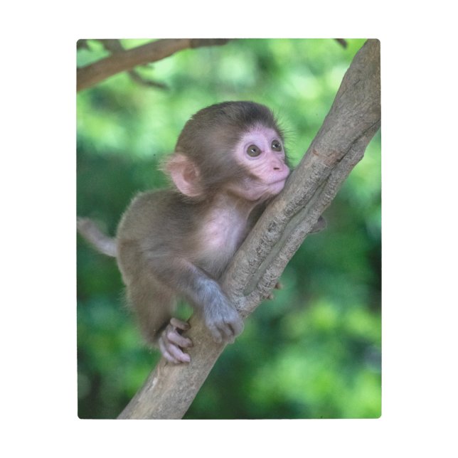 Cutest Baby Animals | Baby Monkey Metal Print (Front)