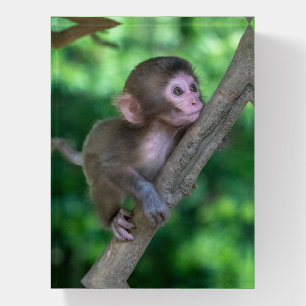 Cutest Baby Animals Baby Monkey Paperweight