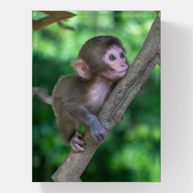 Cutest Baby Animals | Baby Monkey Paperweight (Vertical)