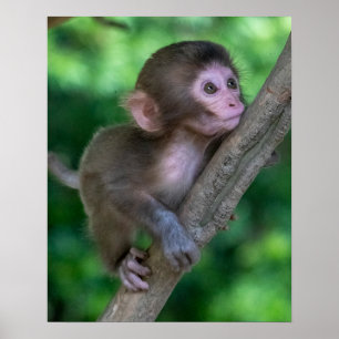 Cutest Baby Animals Baby Monkey Poster