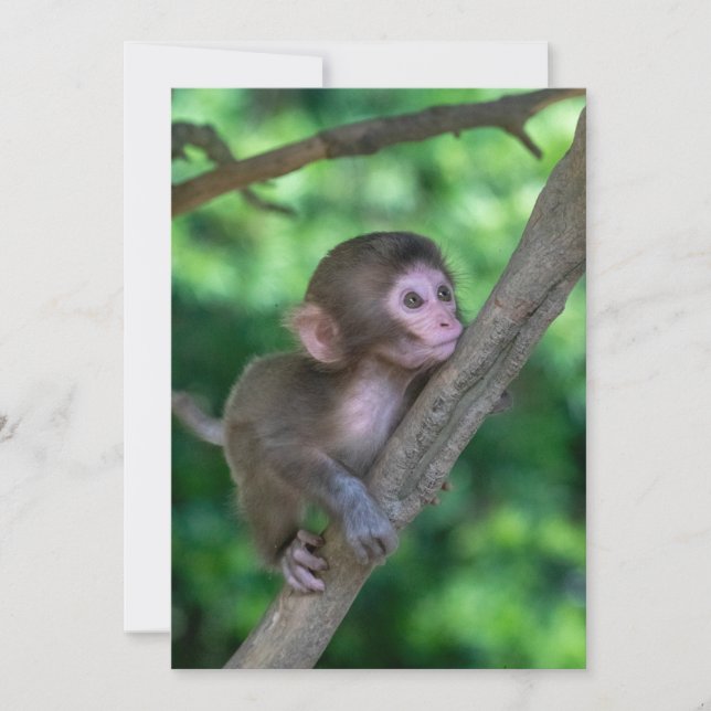 Cutest Baby Animals | Baby Monkey Thank You Card (Front)