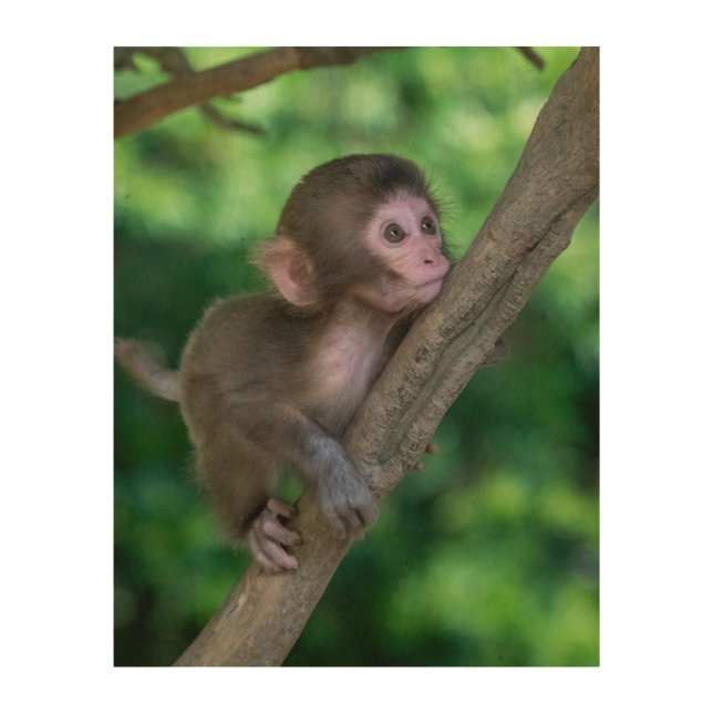 Cutest Baby Animals | Baby Monkey Wood Wall Art (Front)