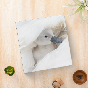 Cutest Baby Animals   Baby Mute Swan 3 Ring Binder