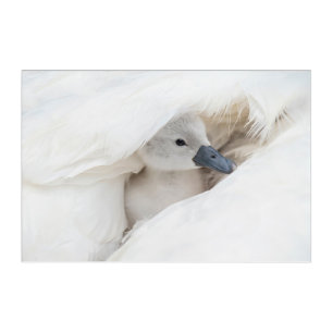 Cutest Baby Animals   Baby Mute Swan Acrylic Print