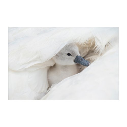 Cutest Baby Animals  Baby Mute Swan Acrylic Print