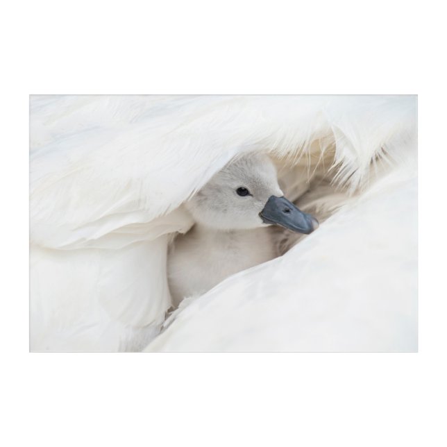 Cutest Baby Animals | Baby Mute Swan Acrylic Print (Front)