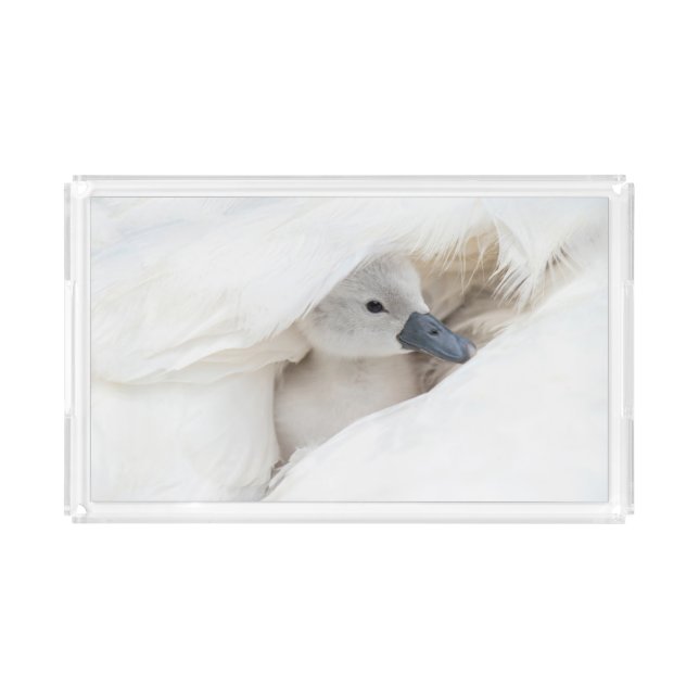 Cutest Baby Animals | Baby Mute Swan Acrylic Tray (Front)